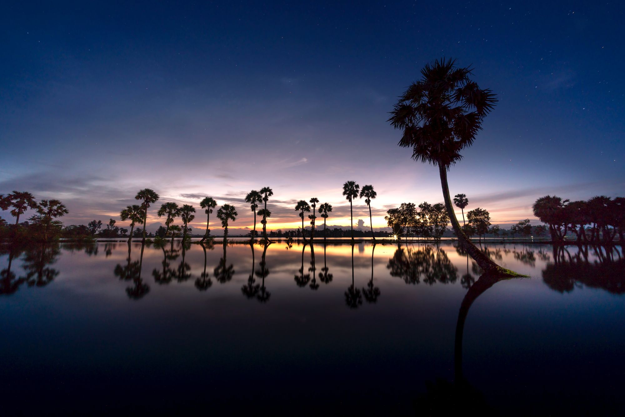 Night Coconut Grove