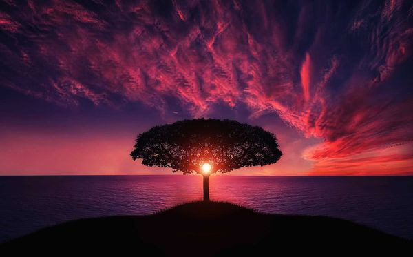 tree of life sunset