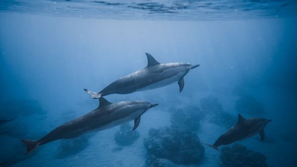 Swimming Dolphins Near Coral Reef